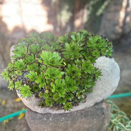 Entre Dos Aguas * Azuara